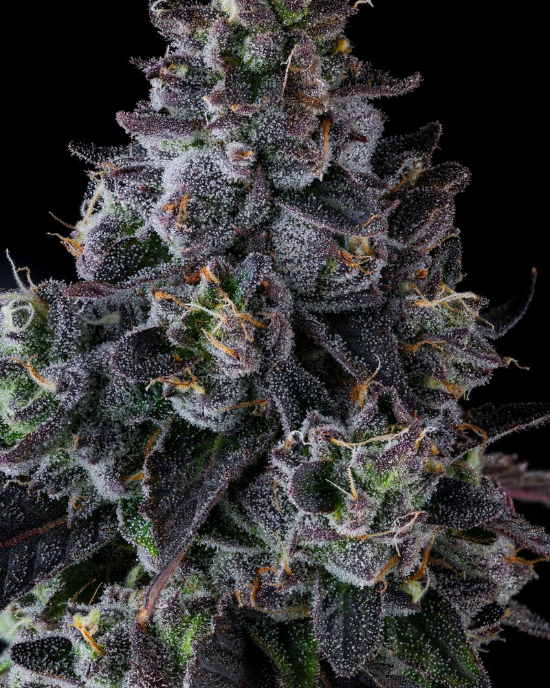 Goofiez^2, Фасовка: 3, изображение 4